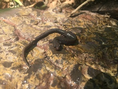 Plethodon hoffmani