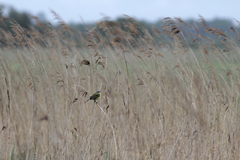 Motacilla flava flava