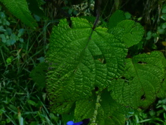 Salvia pichinchensis, photograph (c) Esteban Poveda, some rights reserved (CC BY)