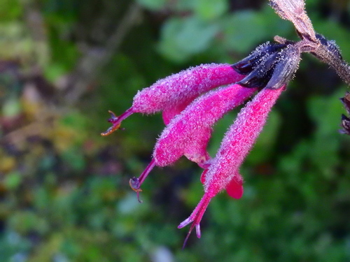 Image of Salvia quitensis by (c) Esteban Poveda, some rights reserved (CC BY)