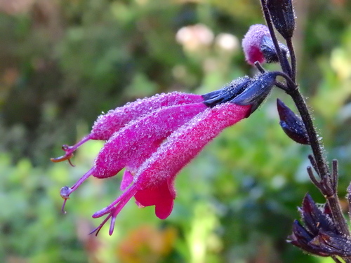 Quitan Sage (Salvia quitensis)