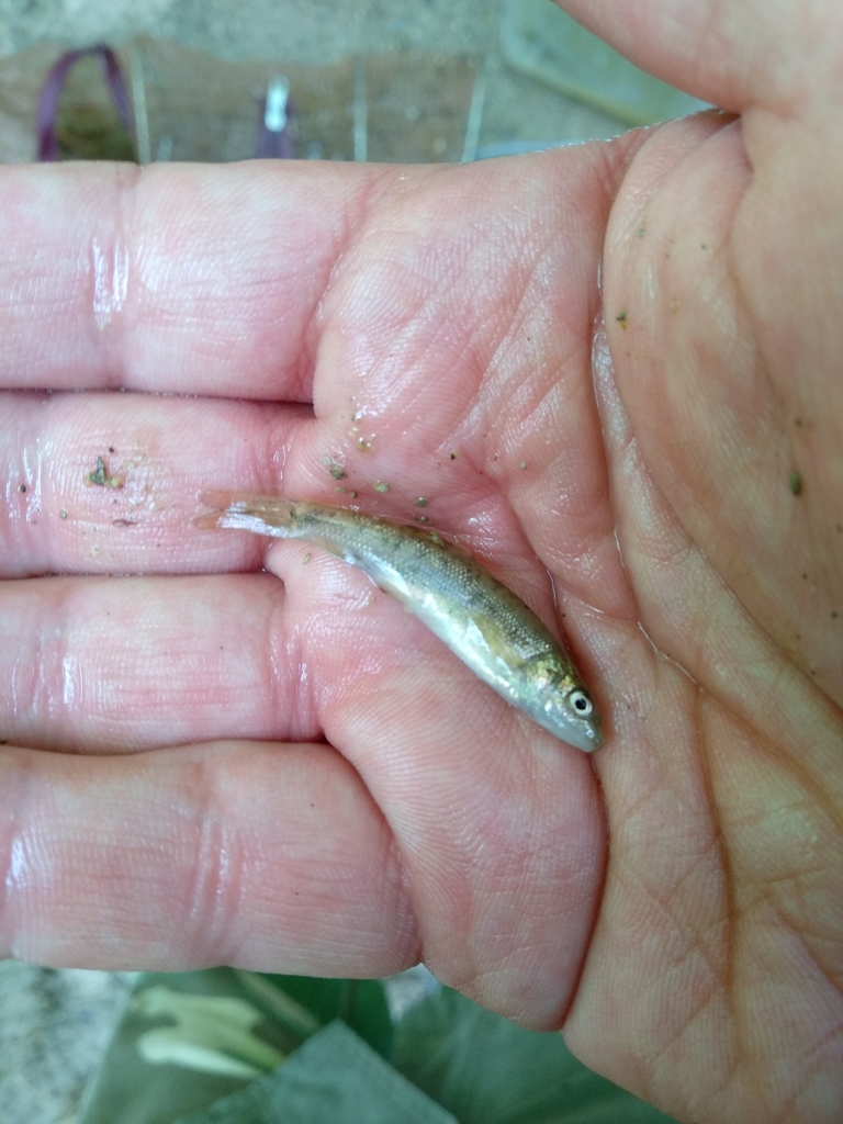 Horse Barbel