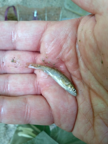 Horse Barbel