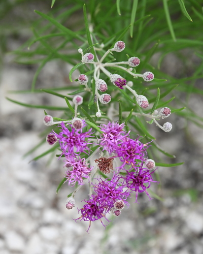 Image of Vernonia lindheimeri by no rights reserved