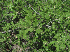 Quercus × undulata