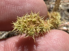 Chorizanthe angustifolia