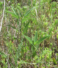 Helianthus paradoxus