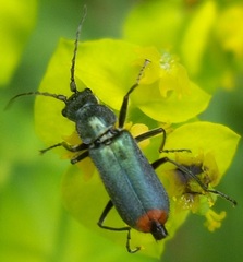 Clanoptilus geniculatus