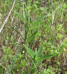Helianthus paradoxus