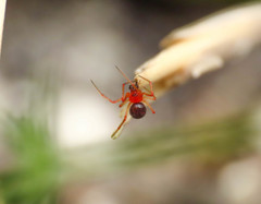 Ruborridion musivum