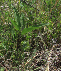 Helianthus paradoxus