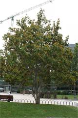 Magnolia grandiflora