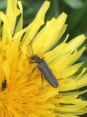 Oedemera lurida