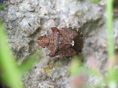 Dyroderes umbraculatus