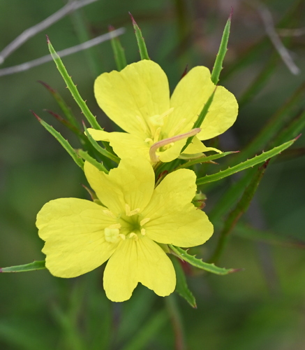 Oenothera capillifolia, photograph 5