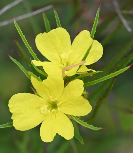Oenothera capillifolia, photograph 6