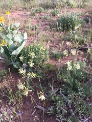 Astragalus praelongus