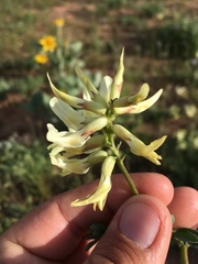 Astragalus praelongus