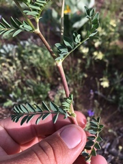 Astragalus praelongus