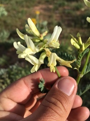 Astragalus praelongus