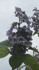 Paulownia