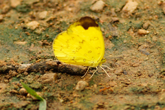 Eurema simulatrix