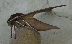 Xylophanes rhodocera