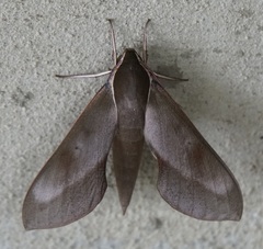 Xylophanes rhodocera