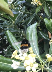 Bombus terrestris