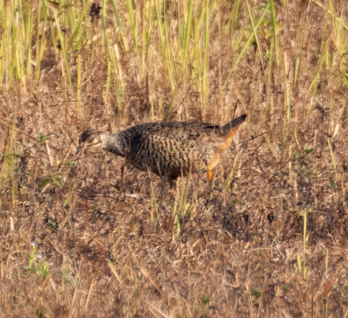 Chinese Francolin (Francolinus pintadeanus), photo 3