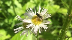 Entomophthora syrphi