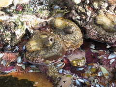 Pyura stolonifera