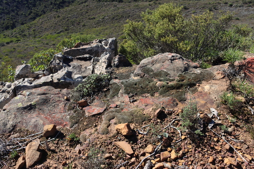 Oscularia piquetbergensis (Oscularia piquetbergensis)