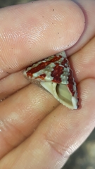 Trochus radiatus