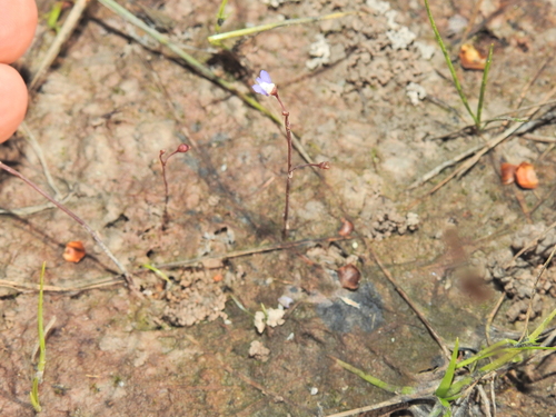 Utricularia limosa (Utricularia limosa)