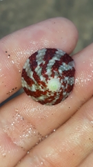 Trochus radiatus