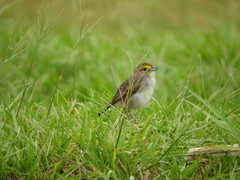 Ammodramus aurifrons