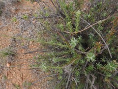 Athanasia microcephala