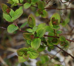 Spiraea beauverdiana