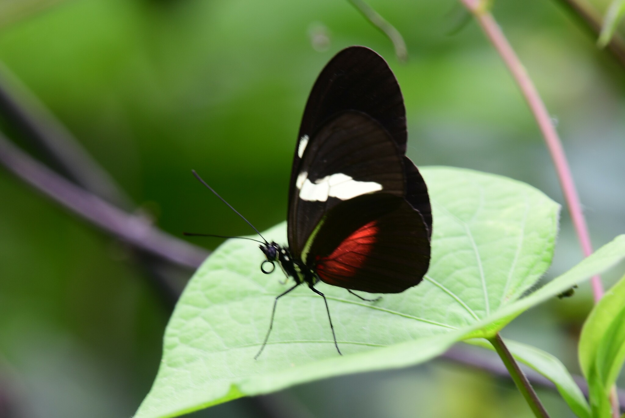 Heliconius image