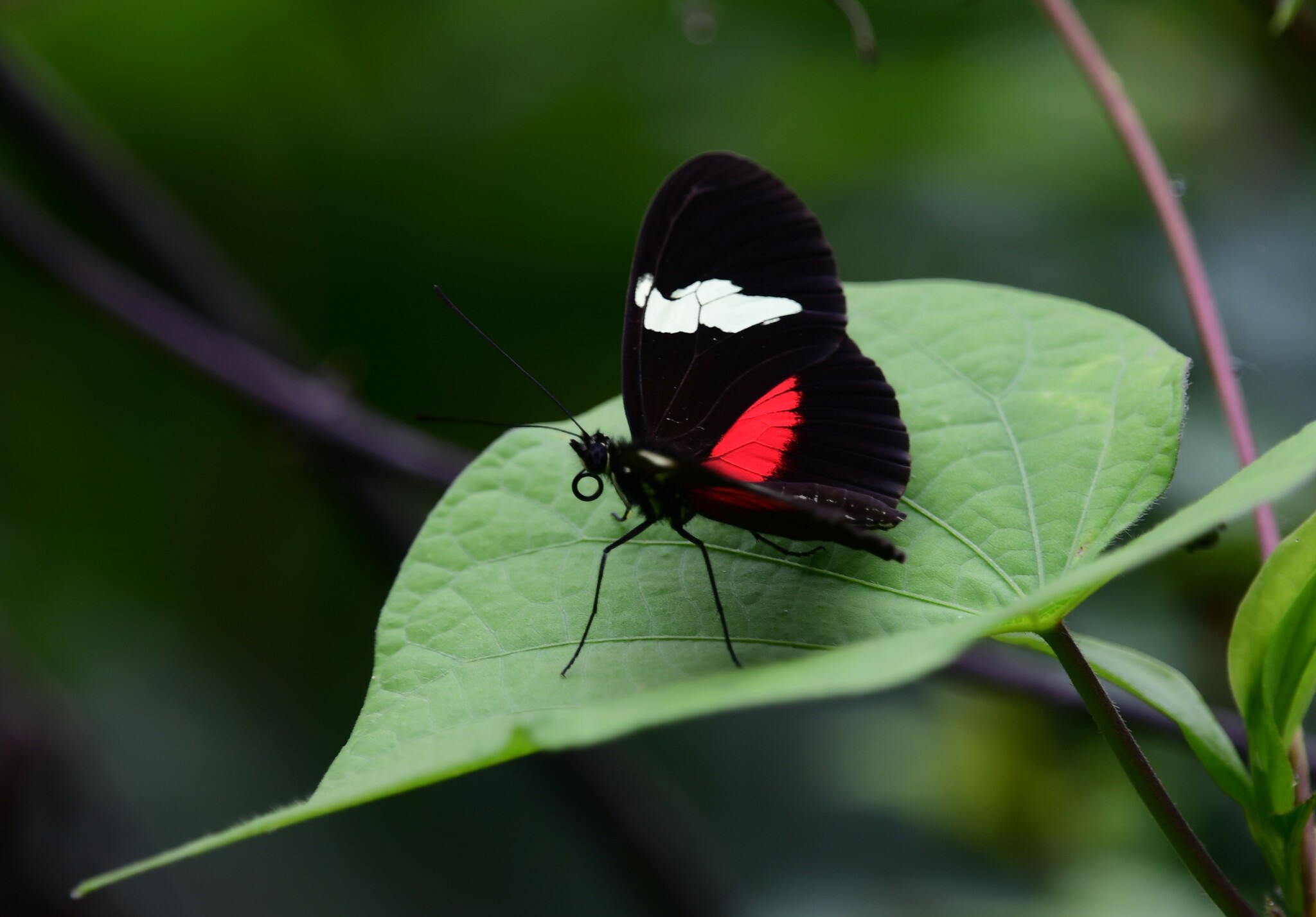 Heliconius image