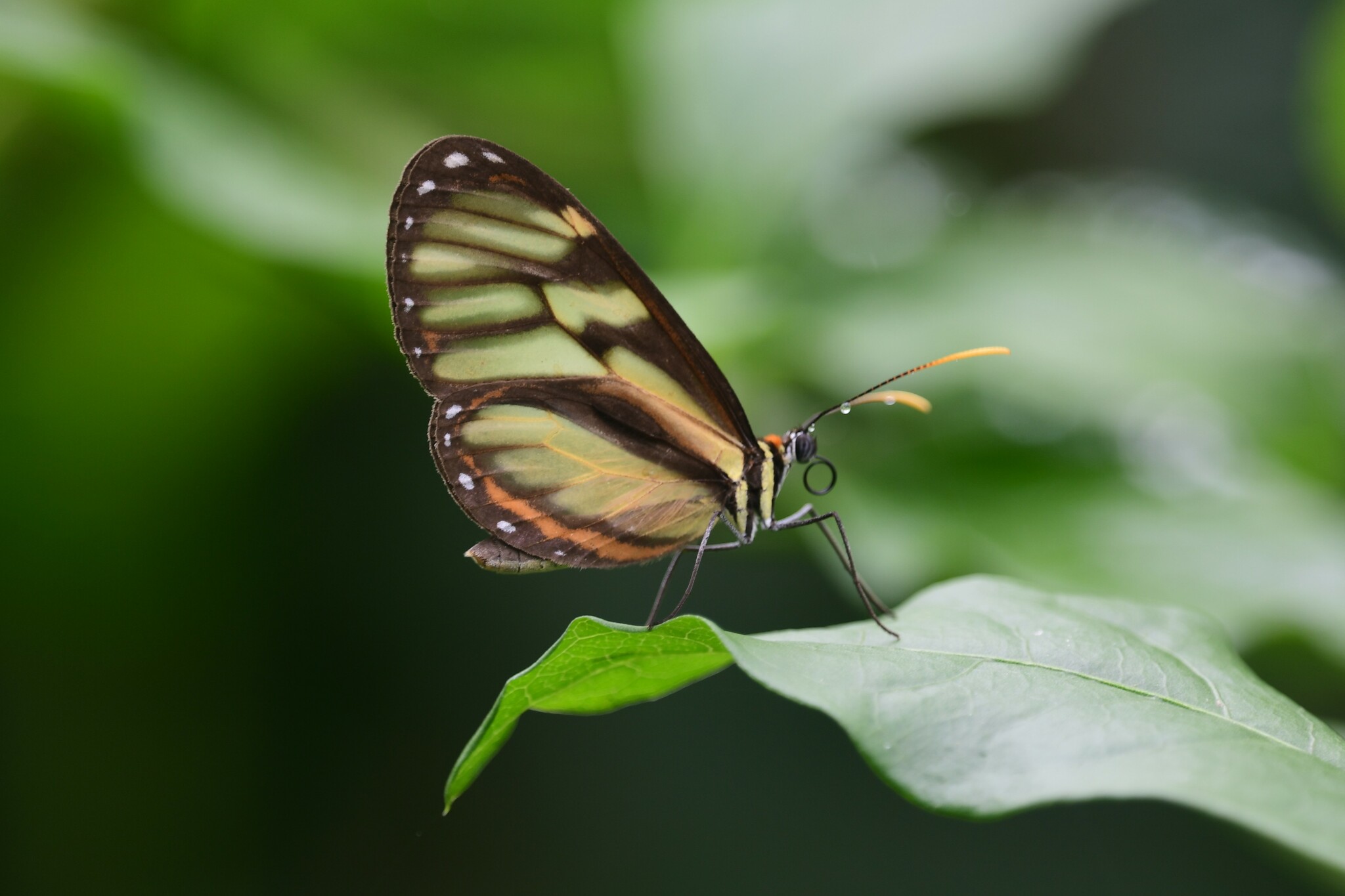 Ithomia image