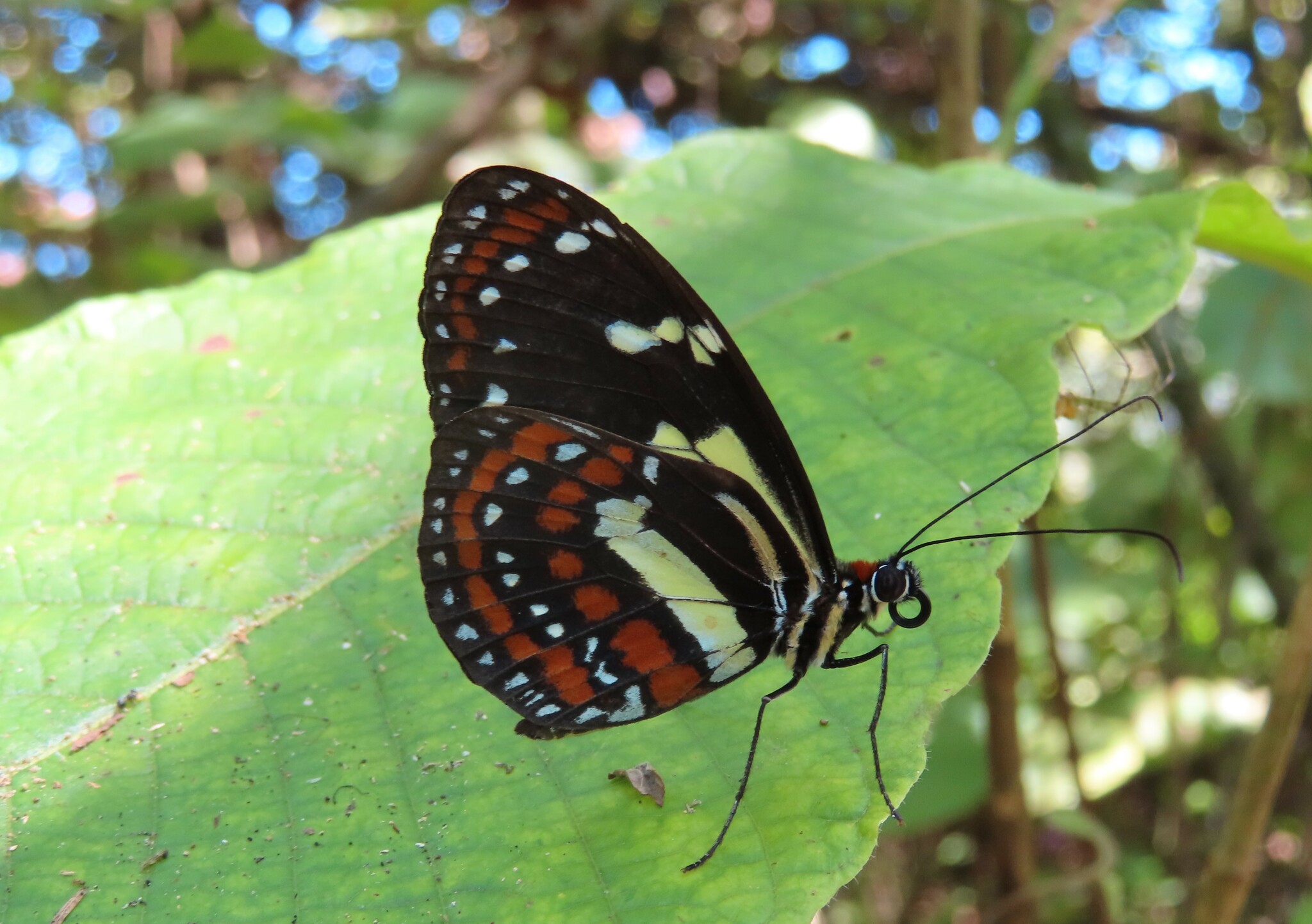 Elzunia pavonii image