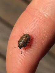 Neottiglossa pusilla