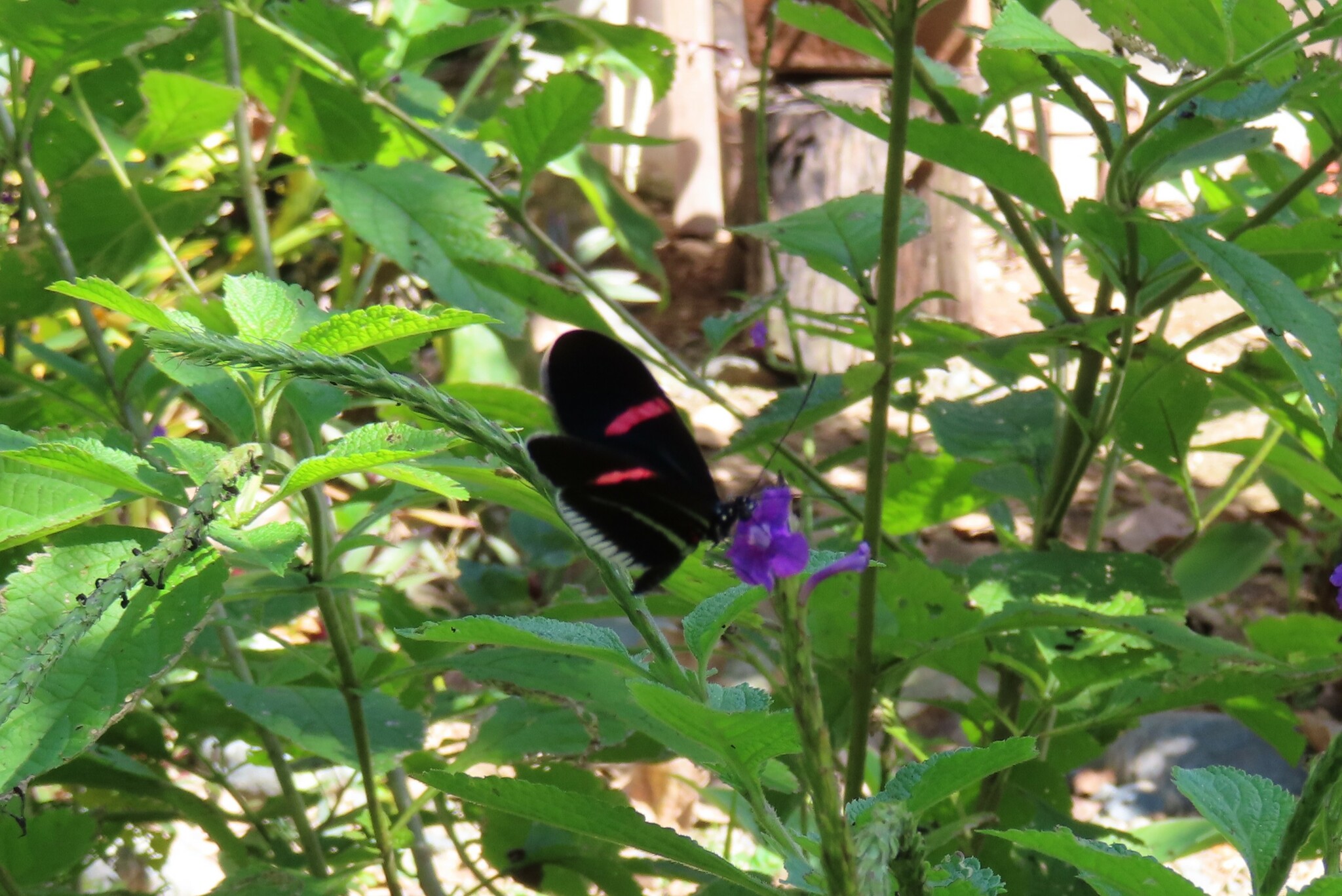 Heliconius erato image