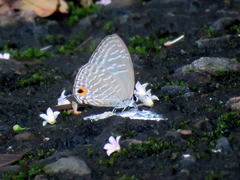 Jamides alecto dromicus