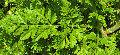 Paprastoji morka nuotrauka