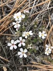 Leptosiphon melingii