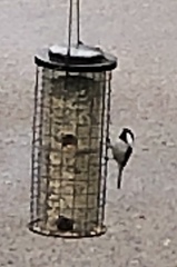 Poecile atricapillus