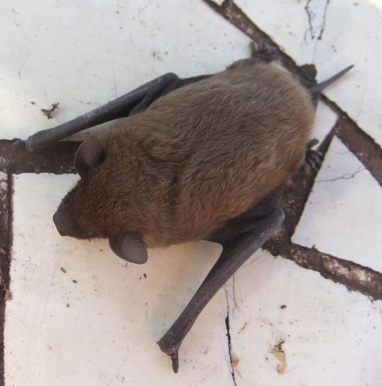 Rufous Dog-Faced Bat